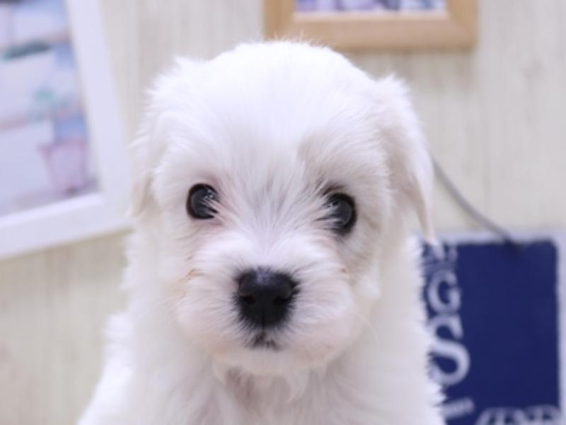 愛知県のハーフ犬・ミックス犬 (ワンラブ名古屋守山インター総本店/2025年3月17日生まれ/男の子/ホワイト)の子犬