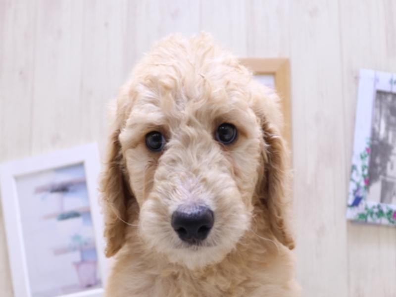 愛知県のスタンダードプードル (ワンラブ名古屋守山インター総本店/2025年3月18日生まれ/男の子/クリーム)の子犬