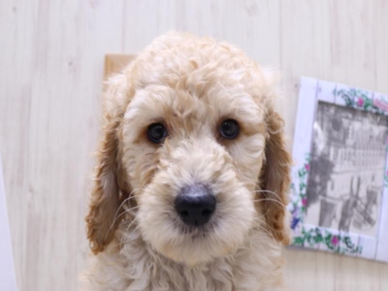 愛知県のスタンダードプードル (ワンラブ名古屋守山インター総本店/2025年3月18日生まれ/男の子/クリーム)の子犬