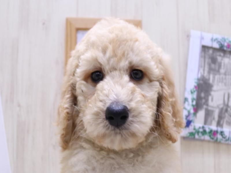 愛知県のスタンダードプードル (ワンラブ名古屋守山インター総本店/2025年3月18日生まれ/女の子/クリーム)の子犬