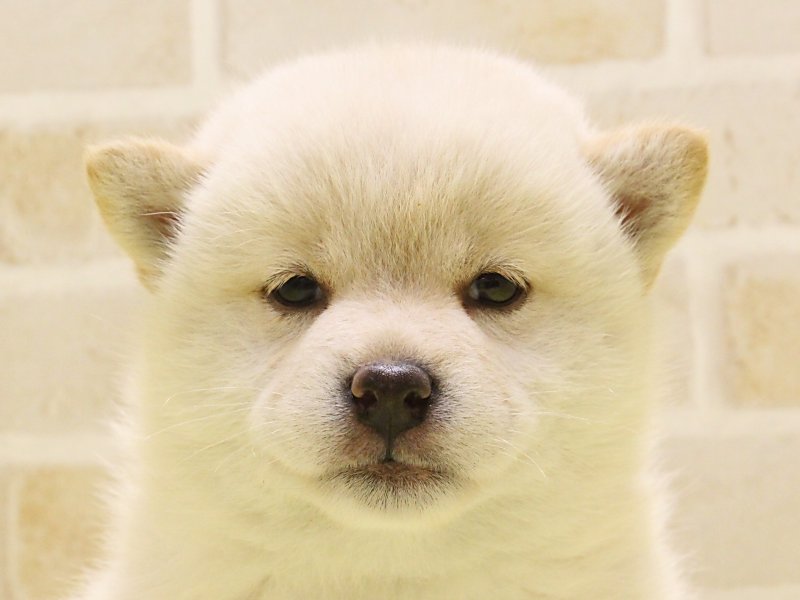 神奈川県の柴犬(標準サイズ) (ワンラブフレスポ小田原シティーモール店/2025年3月14日生まれ/女の子/白)の子犬