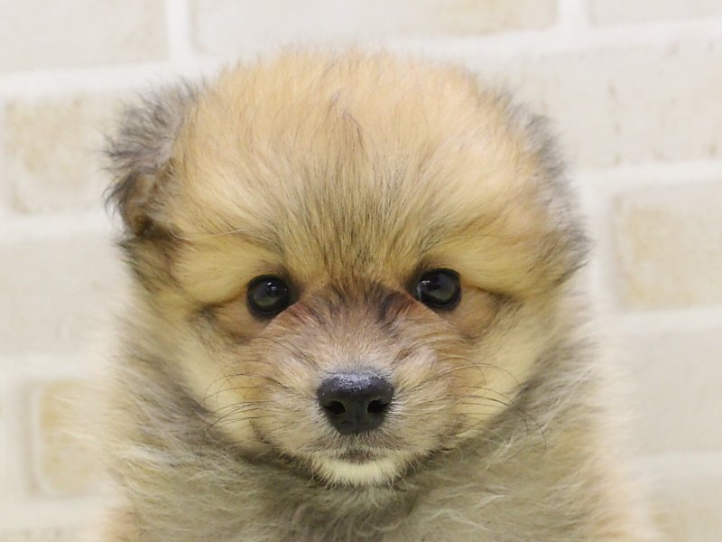 福岡県のハーフ犬・ミックス犬 (ワンラブ福岡総本店/2025年3月13日生まれ/男の子/オレンジ)の子犬