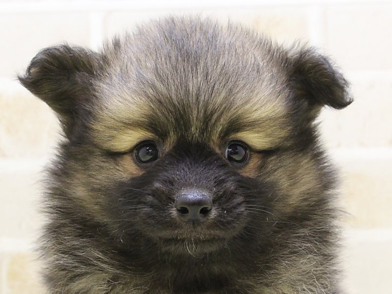 福岡県のハーフ犬・ミックス犬 (ワンラブ福岡総本店/2025年3月13日生まれ/男の子/オレンジ)の子犬