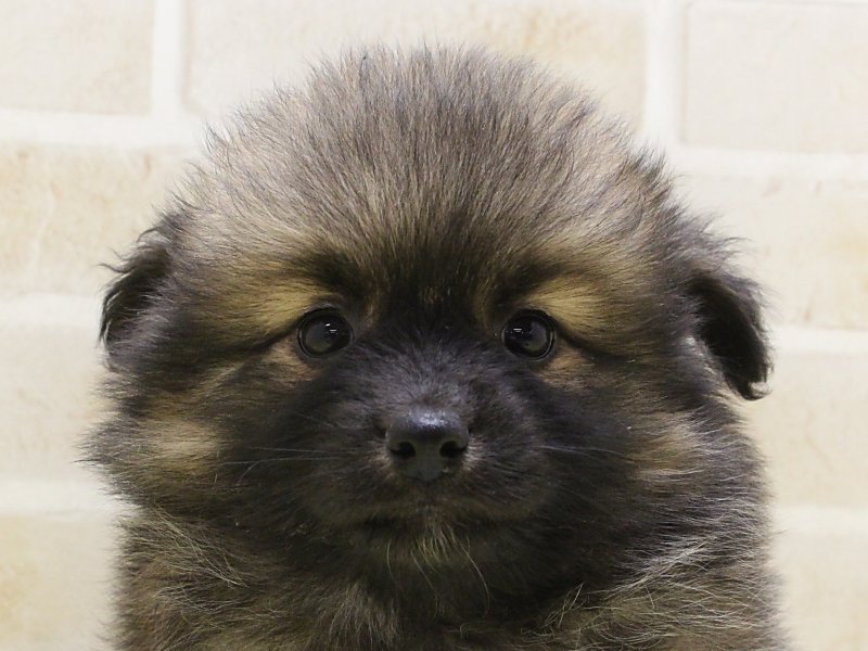 福岡県のハーフ犬・ミックス犬 (ワンラブ福岡総本店/2025年3月13日生まれ/女の子/オレンジ)の子犬