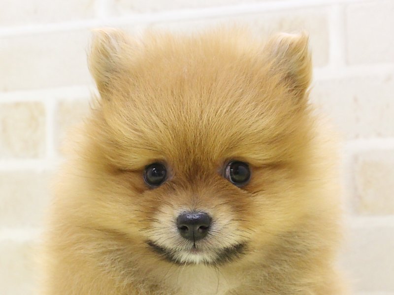 東京都のポメラニアン (ワンラブ東京葛飾総本店/2025年3月14日生まれ/男の子/オレンジ)の子犬