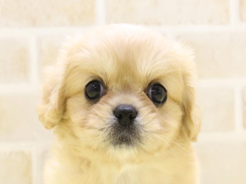 東京都のハーフ犬・ミックス犬 (ワンラブ有明ガーデン東京本店/2025年3月16日生まれ/女の子/レッドホワイト)の子犬