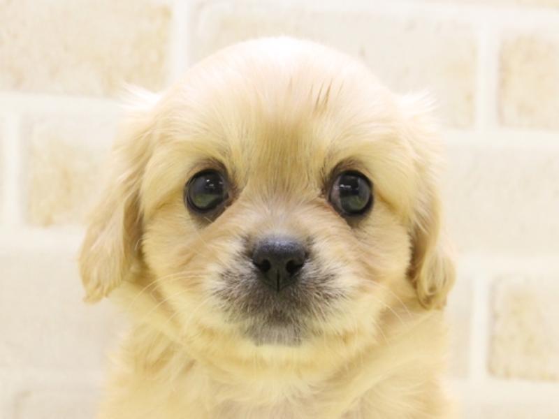 東京都のハーフ犬・ミックス犬 (ワンラブ東京葛飾総本店/2025年3月16日生まれ/男の子/レッドホワイト)の子犬