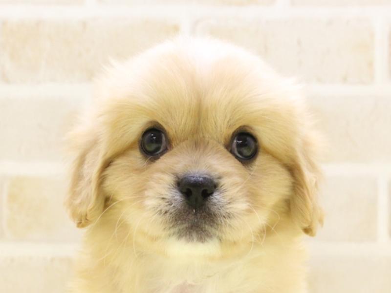 埼玉県のハーフ犬・ミックス犬 (ワンラブアリオ川口店/2025年3月16日生まれ/男の子/レッドホワイト)の子犬