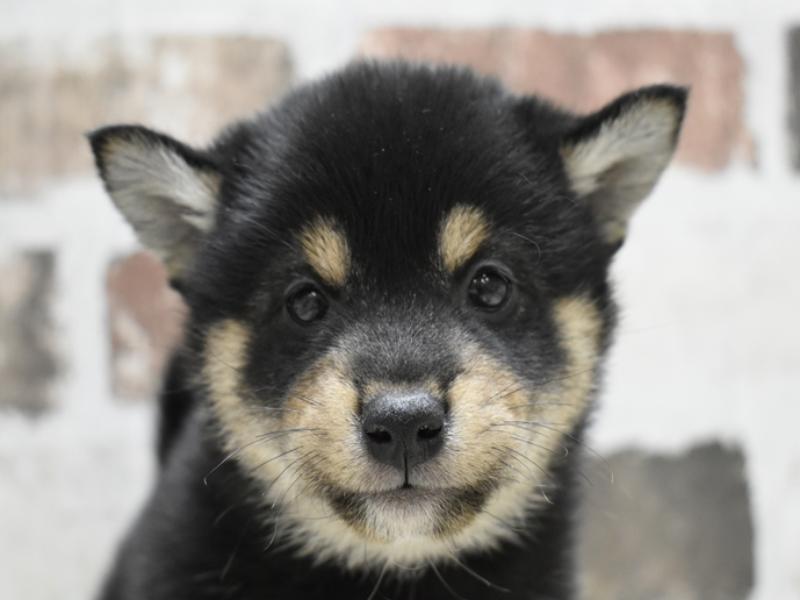 愛知県の柴犬(標準サイズ) (ワンラブ名古屋守山インター総本店/2025年3月11日生まれ/女の子/黒)の子犬