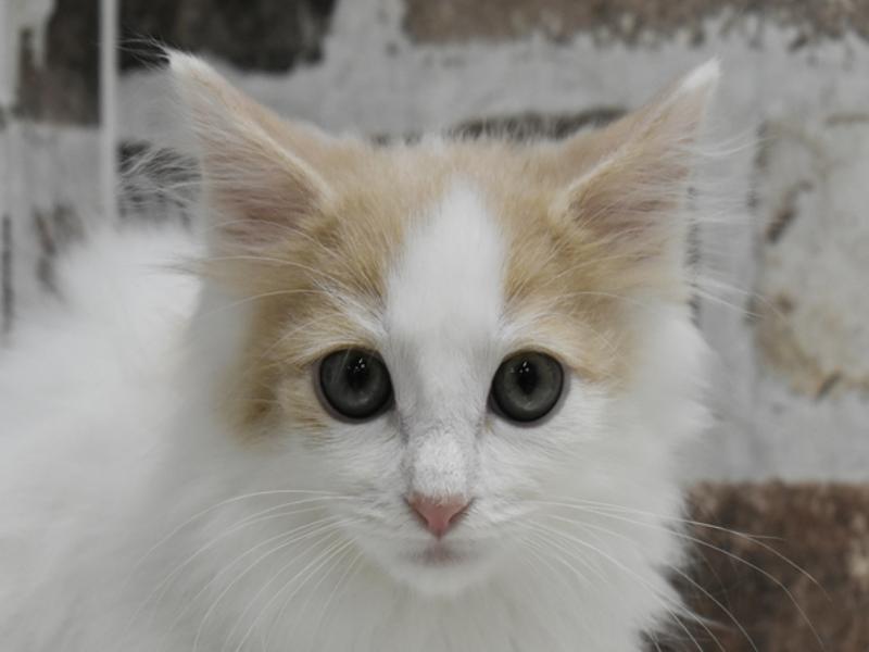 愛知県のノルウェージャンフォレストキャット (ワンラブ名古屋守山インター総本店/2025年3月15日生まれ/男の子/クリームタビーホワイト)の子猫