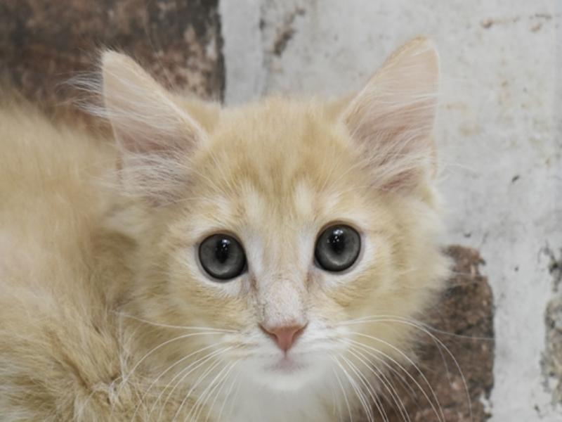 愛知県のノルウェージャンフォレストキャット (ワンラブ名古屋守山インター総本店/2025年3月15日生まれ/男の子/クリームタビーホワイト)の子猫