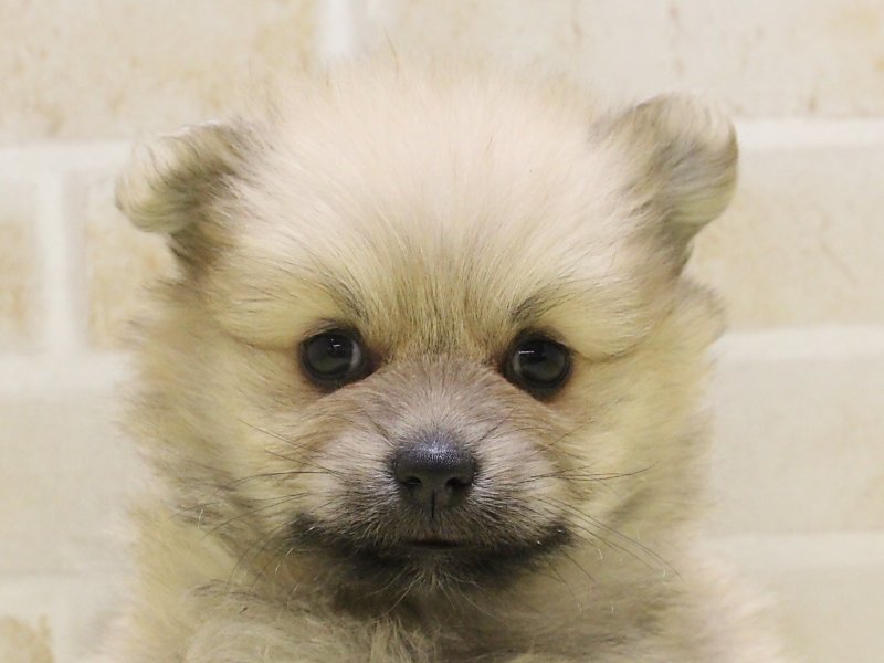 東京都のポメラニアン (ワンラブ東京葛飾総本店/2025年3月17日生まれ/男の子/オレンジ)の子犬