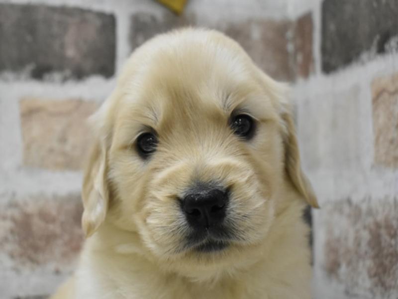 愛知県のハーフ犬・ミックス犬 (ワンラブ名古屋守山インター総本店/2025年3月20日生まれ/女の子/クリーム)の子犬