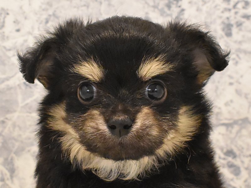 東京都のハーフ犬・ミックス犬 (ワンラブ東京葛飾総本店/2025年3月15日生まれ/男の子/ブラックタン)の子犬