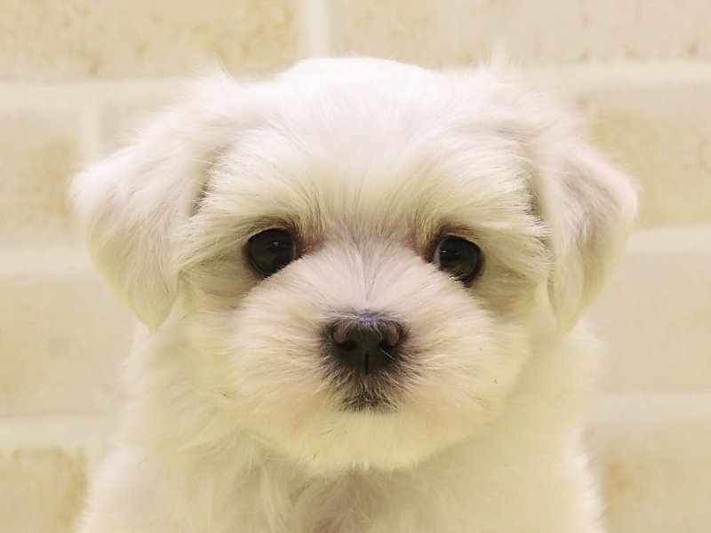 東京都のマルチーズ (ワンラブ東京葛飾総本店/2025年3月21日生まれ/女の子/ホワイト)の子犬