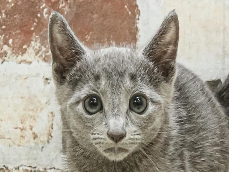 岡山県のロシアンブルー (ワンラブアリオ倉敷店/2025年3月23日生まれ/男の子/ブルー)の子猫