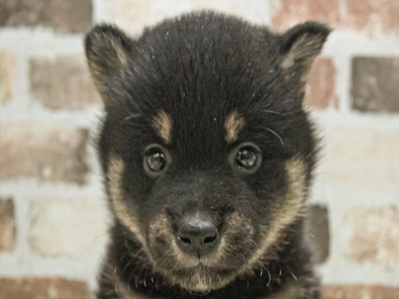 愛知県の柴犬(標準サイズ) (ワンラブ名古屋守山インター総本店/2025年3月20日生まれ/女の子/黒)の子犬