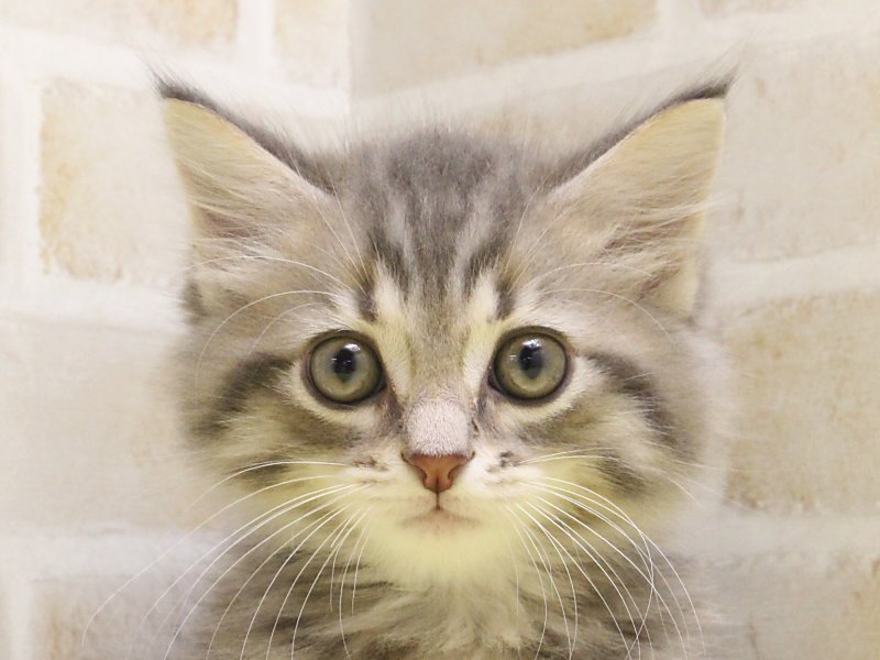 東京都のサイベリアン (ワンラブ東京葛飾総本店/2025年3月22日生まれ/男の子/ブルータビー)の子猫