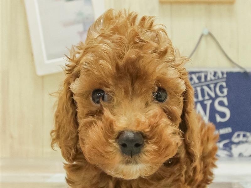 鳥取県のトイプードル(トイ) (ワンラブカインズ鳥取店/2025年3月20日生まれ/男の子/レッド)の子犬