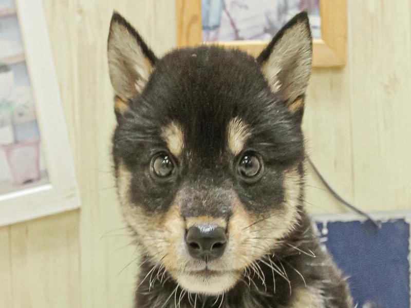 福井県の柴犬(標準サイズ) (ワンラブフレンドタウン福井店/2025年3月20日生まれ/女の子/黒)の子犬