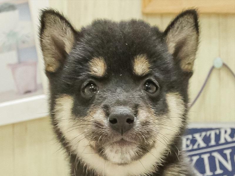 宮城県の豆柴 (ワンラブカインズ仙台港店/2025年3月21日生まれ/男の子/黒)の子犬