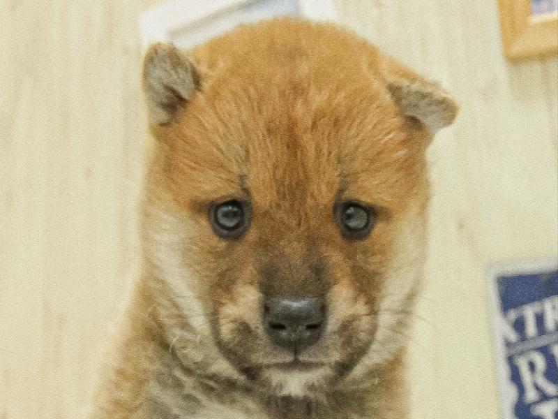 愛知県の柴犬(標準サイズ) (ワンラブ名古屋守山インター総本店/2025年3月22日生まれ/男の子/赤)の子犬