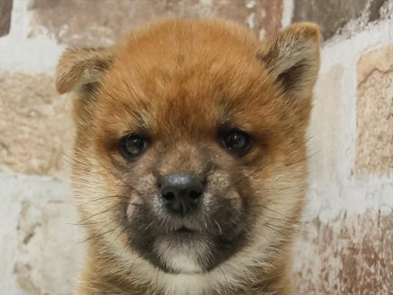 滋賀県の柴犬(標準サイズ) (ワンラブコーナン イオン長浜店/2025年3月22日生まれ/男の子/赤)の子犬