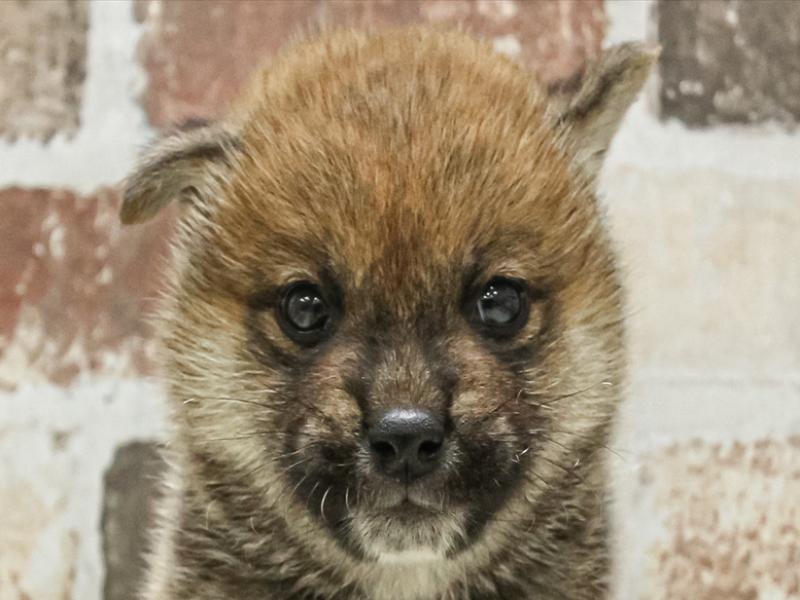 兵庫県の柴犬(標準サイズ) (ワンラブMEGAドン・キホーテ姫路広畑店/2025年3月22日生まれ/男の子/赤)の子犬