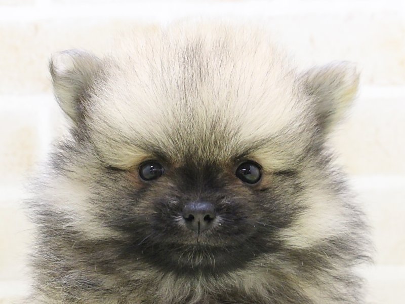 神奈川県のポメラニアン (ワンラブカインズ三浦店/2025年3月23日生まれ/男の子/オレンジ)の子犬