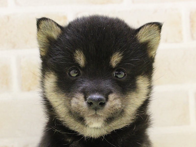 神奈川県の豆柴 (ワンラブCoaska Bayside横須賀店/2025年3月24日生まれ/女の子/黒)の子犬