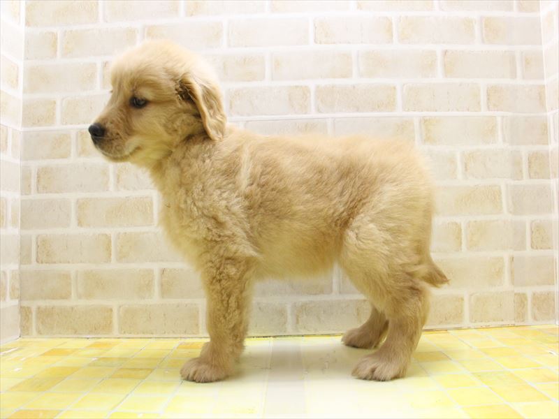 神奈川県のゴールデンレトリバー (ワンラブフレスポ小田原シティーモール店/2025年3月21日生まれ/女の子/ゴールデン)の子犬の2枚目の画像