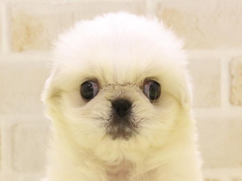 東京都のペキニーズ (ワンラブ東京葛飾総本店/2025年3月24日生まれ/男の子/ホワイト)の子犬