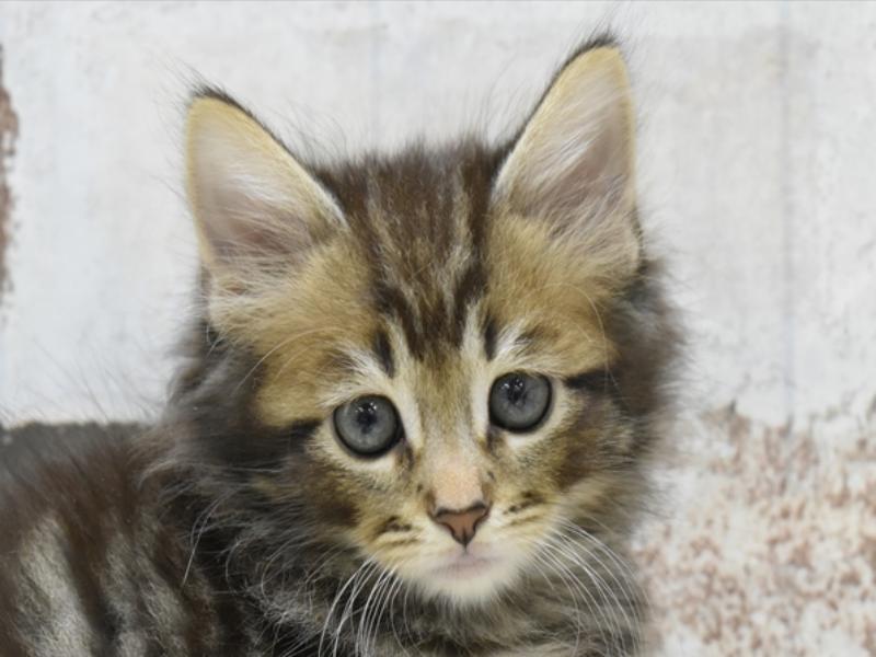 愛知県のノルウェージャンフォレストキャット (ワンラブ名古屋守山インター総本店/2025年3月25日生まれ/男の子/ブラウンタビー)の子猫