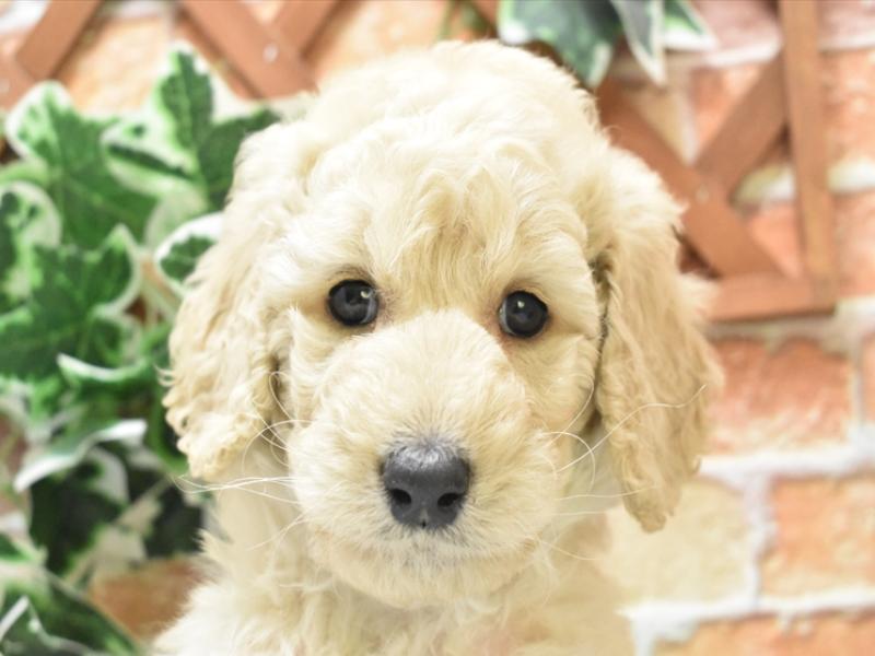 愛知県のスタンダードプードル (ワンラブ名古屋守山インター総本店/2025年3月23日生まれ/男の子/ホワイト)の子犬