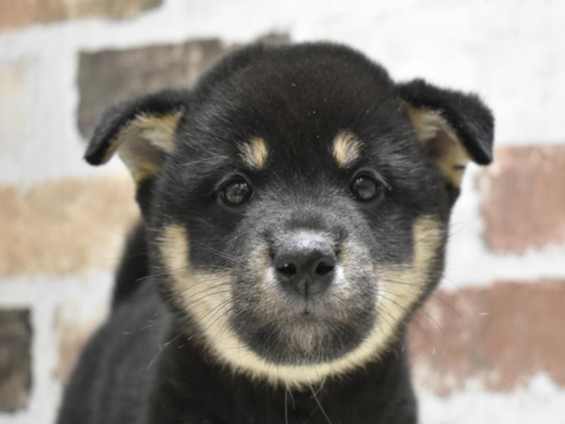三重県の柴犬(標準サイズ) (ワンラブバローミタス伊勢店(FC)/2025年3月25日生まれ/男の子/黒)の子犬