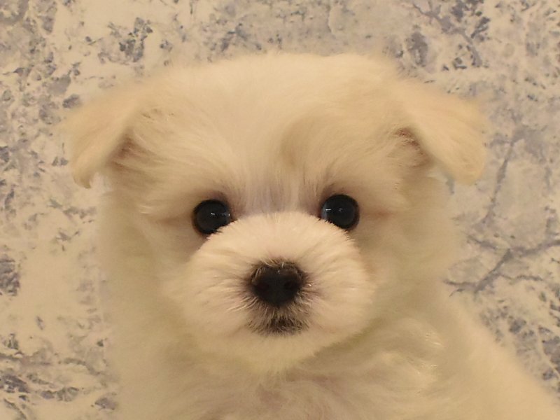 東京都のマルチーズ (ワンラブ東京葛飾総本店/2025年3月24日生まれ/男の子/ホワイト)の子犬