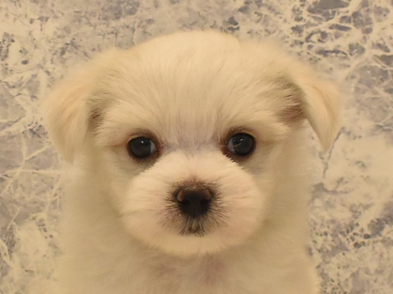 東京都のマルチーズ (ワンラブ東京葛飾総本店/2025年3月25日生まれ/男の子/ホワイト)の子犬