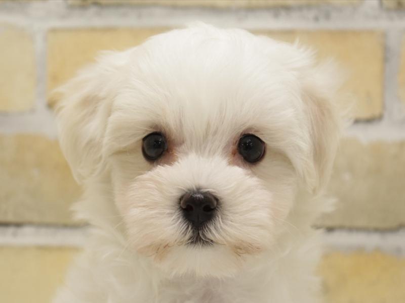福岡県のマルチーズ (ワンラブ福岡総本店/2025年3月26日生まれ/男の子/ホワイト)の子犬
