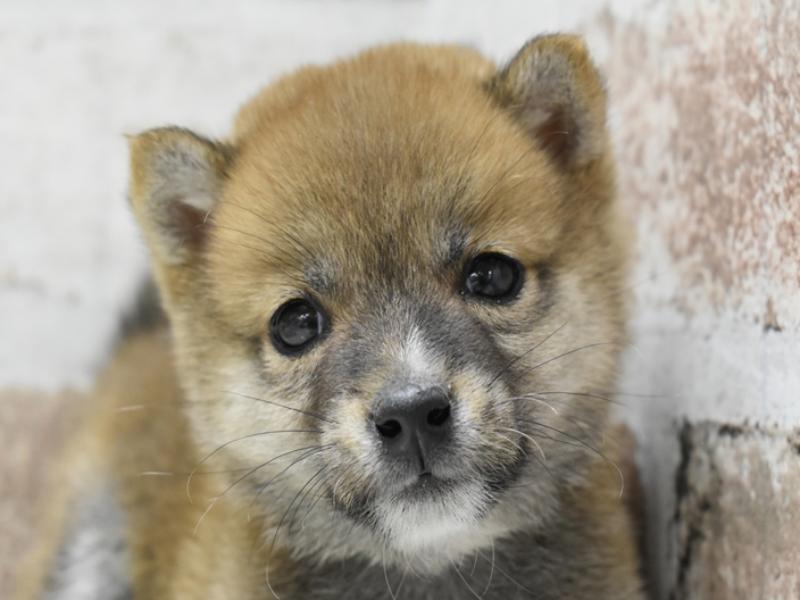 愛知県の豆柴 (ワンラブイオンモール常滑店/2025年3月24日生まれ/男の子/赤)の子犬