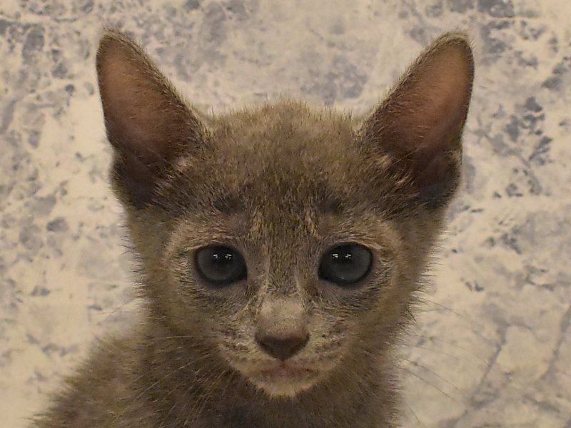 東京都のロシアンブルー (ワンラブ東京葛飾総本店/2025年3月26日生まれ/男の子/ブルー)の子猫