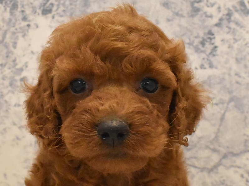 東京都のトイプードル(トイ) (ワンラブイーアス高尾店/2025年3月29日生まれ/男の子/レッド)の子犬