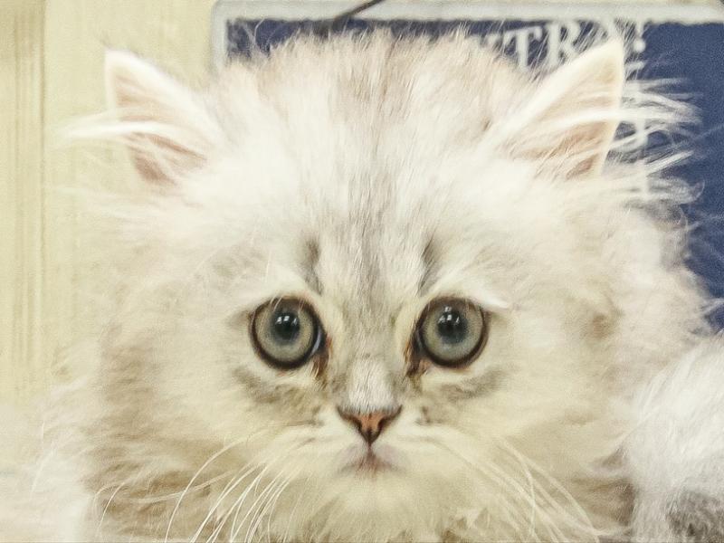 福岡県のペルシャ (ワンラブ福岡総本店/2025年3月29日生まれ/男の子/チンチラシルバー)の子猫