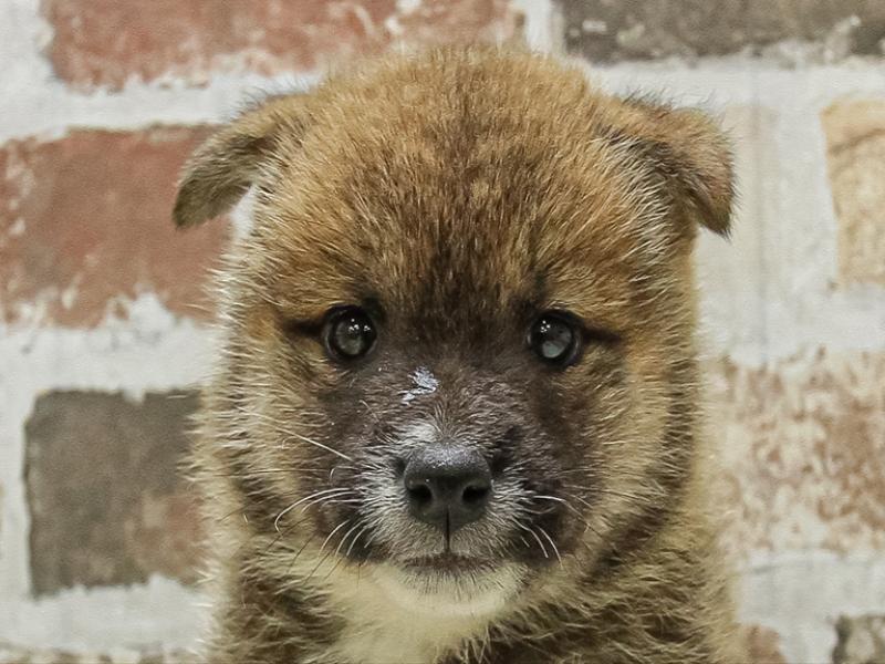 愛知県の柴犬(標準サイズ) (ワンラブ名古屋守山インター総本店/2025年3月29日生まれ/男の子/赤胡麻)の子犬