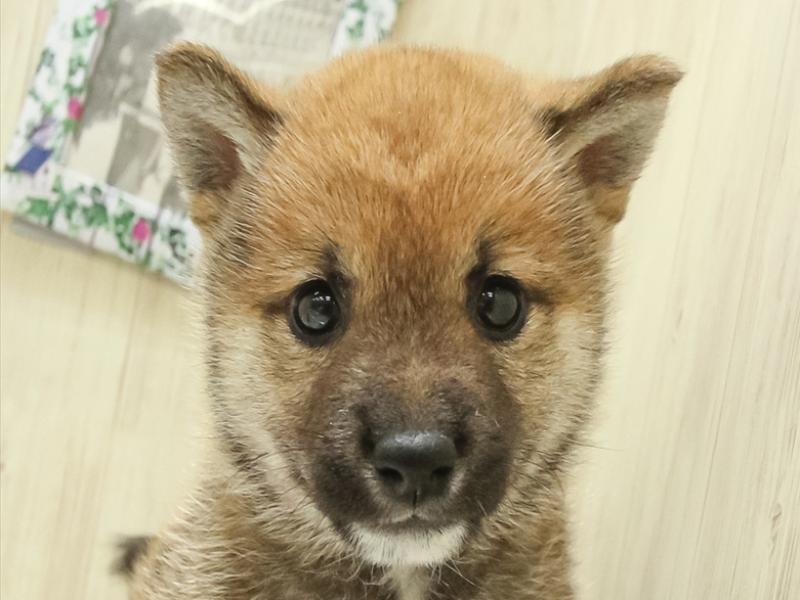 岐阜県の柴犬(標準サイズ) (ワンラブイオンタウン大垣店/2025年3月29日生まれ/男の子/赤胡麻)の子犬