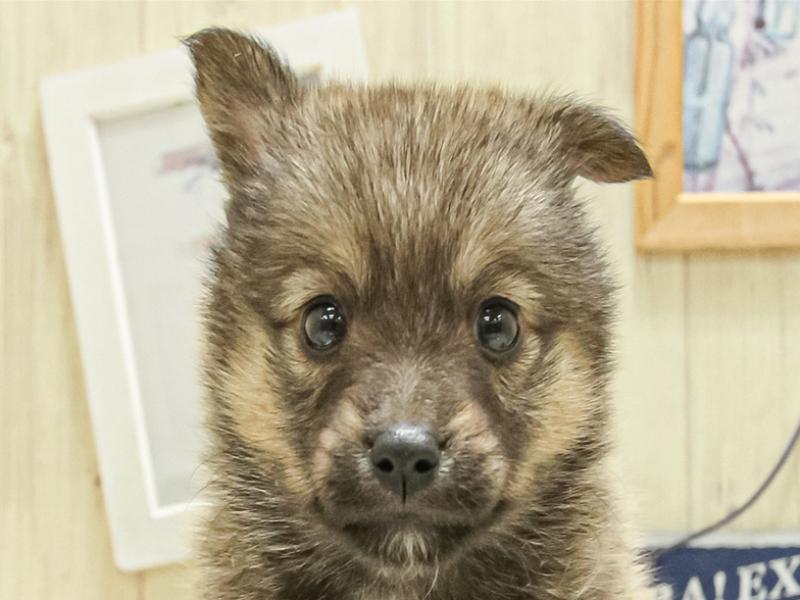兵庫県のハーフ犬・ミックス犬 (ワンラブMEGAドン・キホーテ姫路広畑店/2025年3月29日生まれ/女の子/フォーン)の子犬