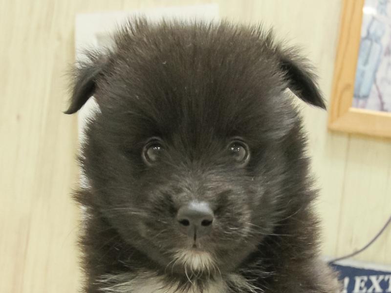 愛知県のハーフ犬・ミックス犬 (ワンラブららぽーと安城店/2025年3月29日生まれ/男の子/ブラック)の子犬