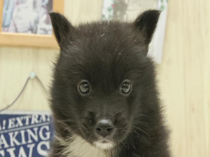山形県のハーフ犬・ミックス犬 (ワンラブイオンモール三川店/2025年3月29日生まれ/女の子/ブラックホワイト)の子犬
