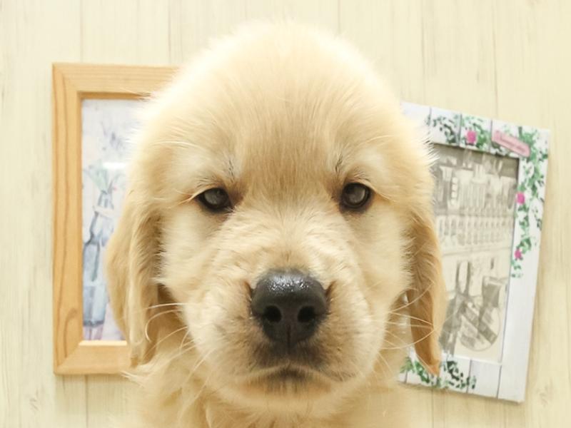 和歌山県のゴールデンレトリバー (ワンラブイズミヤ和歌山店/2025年3月29日生まれ/男の子/ゴールデン)の子犬