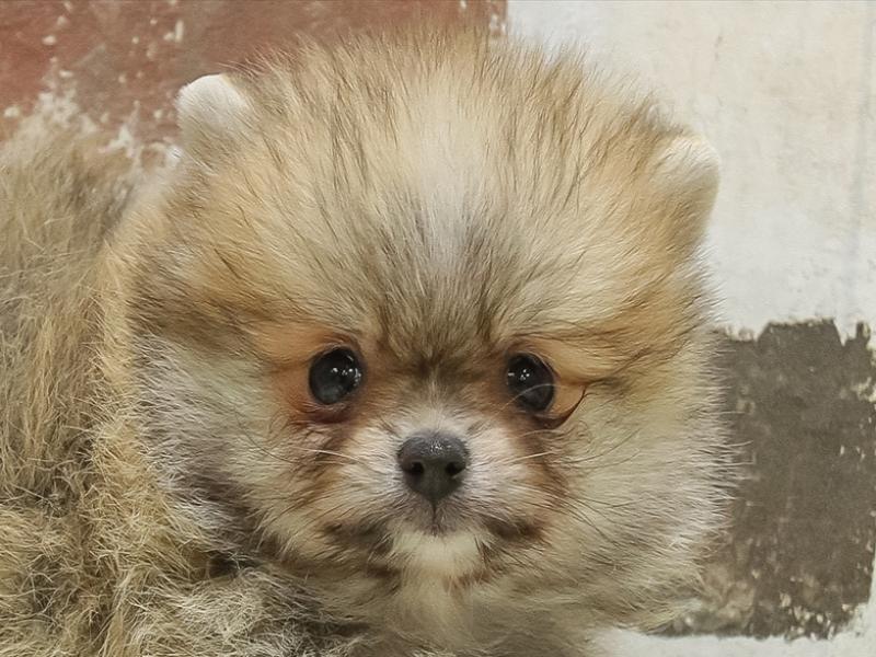山形県のポメラニアン (ワンラブイオンモール三川店/2025年3月30日生まれ/女の子/オレンジ)の子犬