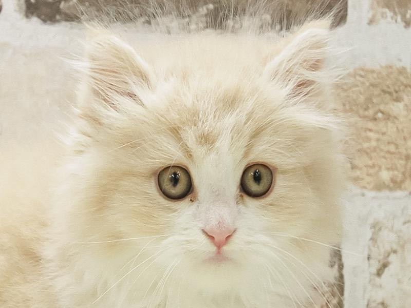 愛知県のミヌエット (ワンラブイオン春日井店/2025年3月29日生まれ/男の子/クリームホワイト)の子猫の1枚目の画像